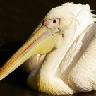 Pelikan