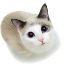 surprised cat