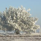 Frozen tree