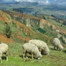 Grazing the Hills