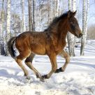 Young horse gallops