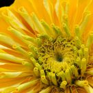 Yellow!