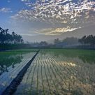 The reflection on the rice field