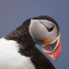 Posin' puffin