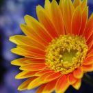 sun flower