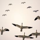 Spring Migration