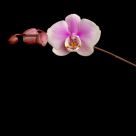 Orchid