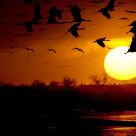 Sandhill Cranes - Spring Migration Sunset
