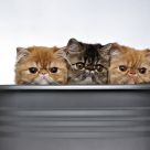 Three Little Kittens