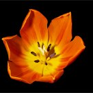Tulip