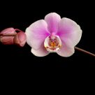 Orchid Phalenopsis