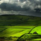 Fields of Green