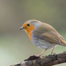 European Robin (Erithacus rubecula)