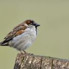 Cold House Sparrow