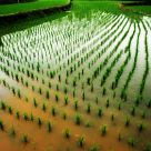 Ploughing the field