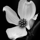 Stately Flower