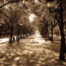 A Quiet Morning on El Paseo de la Princesa