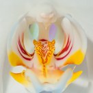 Orchid