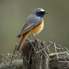 Redstart