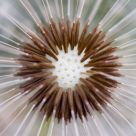 simplex