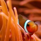Hide in orange