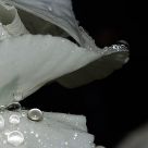 Rain Drops Keep Falling On Me