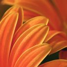 Orange Petals