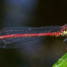 Large Red Damselfly