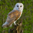 Barn Owl, a once in a life time opportunity.