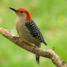 Red Bellied Woodpecker