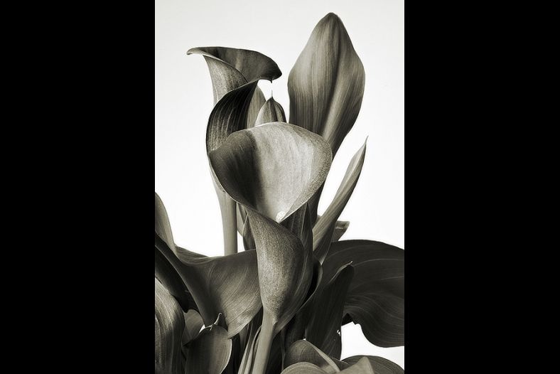 Calla