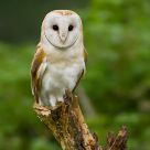 Barn Owl