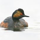 Black-necked Grebe