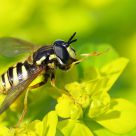 Wasp