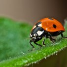 Ladybug