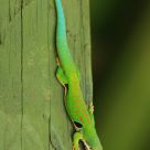 Phelsuma madagascariensis