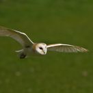 Barn Owl in Flight
