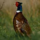 Pheasant