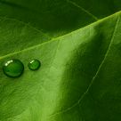 Verde y rocÃ­o