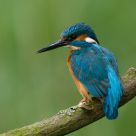 Kingfisher watching for food