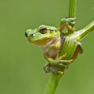 Tree Frog