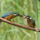 Kingfisher feeding time