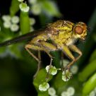 Dung Fly