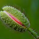Sesame Open