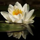 Fair Reflection