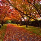 Autumn paht