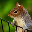 On the Fence