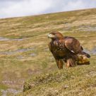 Golden Eagle