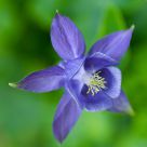 Wild Columbine