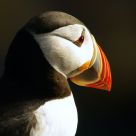 Puffin